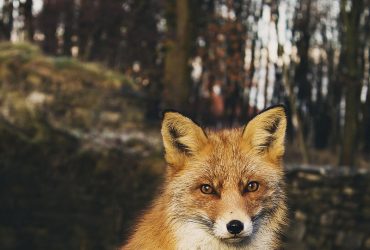 Chic And Unique: Elevate Your Home With Trendsetting Decor